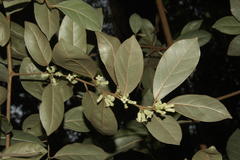 Elaeagnus latifolia